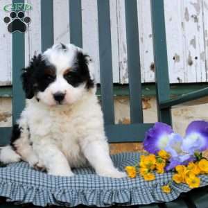 Rosalie, Mini Bernedoodle Puppy